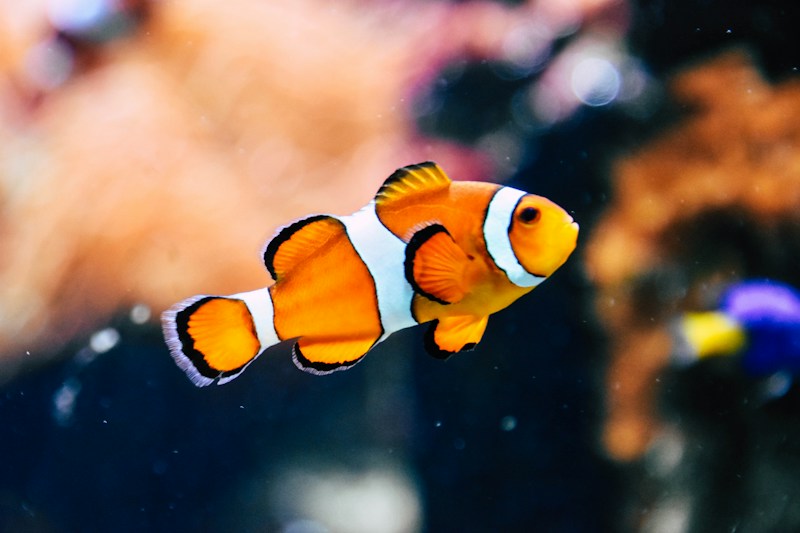 A bright orange clownfish among a reef