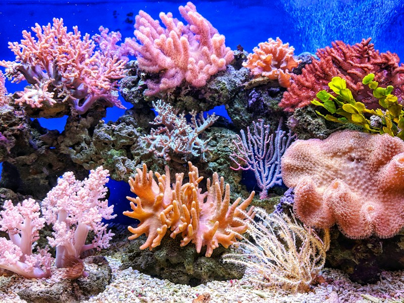 Colorful marine fish swimming around a coral reef