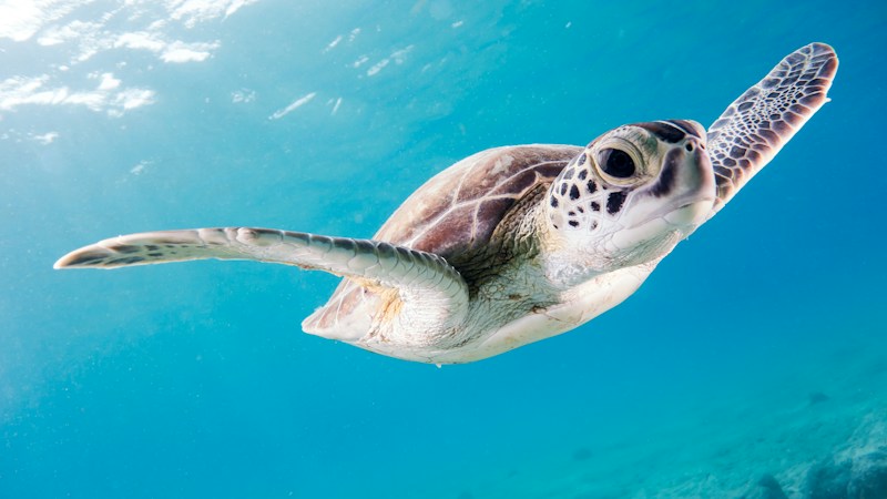 A sea turtle swimming through clear blue water